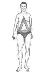morphologie homme A ou triangle