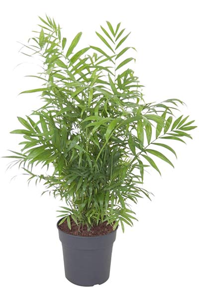 plantes dépolluantes palmier nain