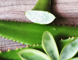 aloe arborescens