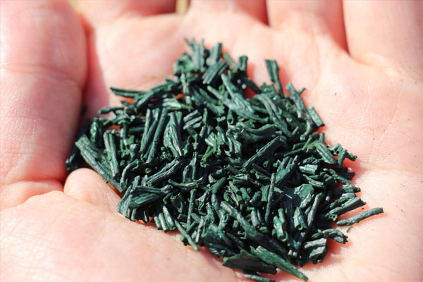 spiruline système immunitaire
