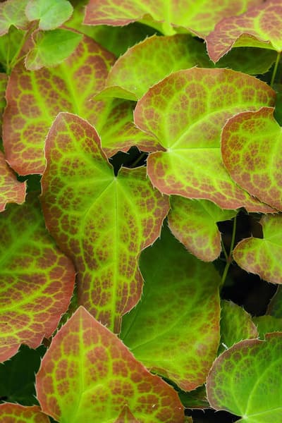 viagra naturel horny goat weed Epimedium