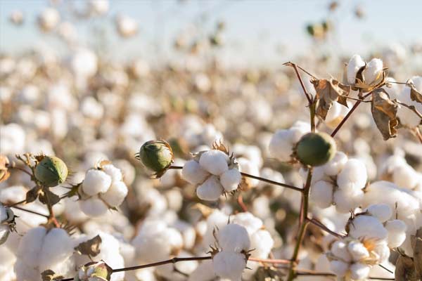 culture de coton bio