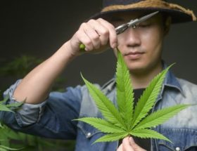 réglementation sur le cbd en europe