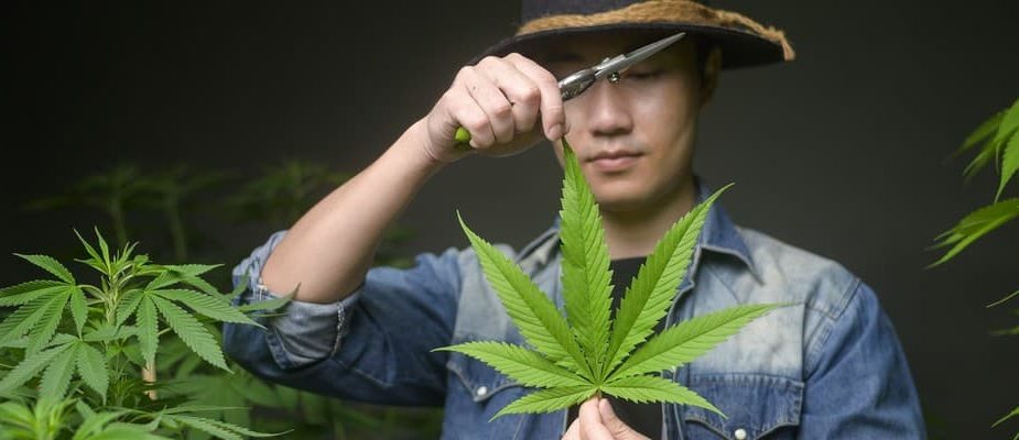 réglementation sur le cbd en europe