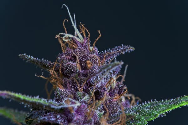 CBD, THC, CBG