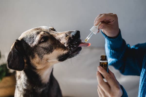 épicerie en ligne produits CBD