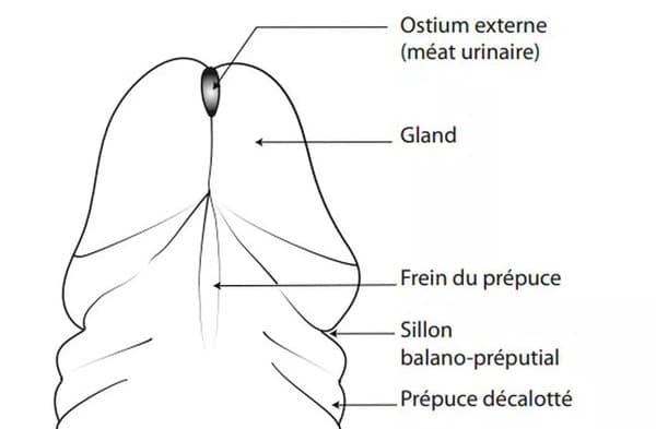 anatomie frein du penis
