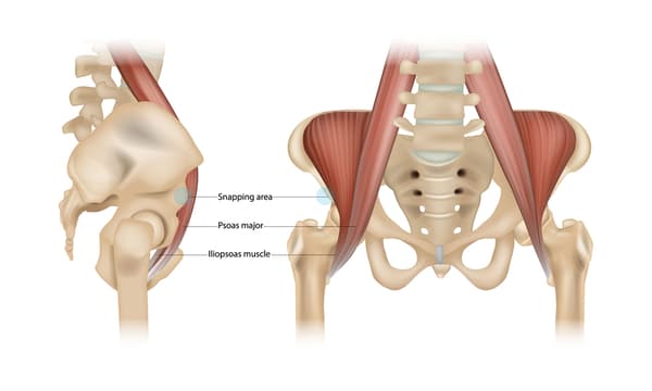 anatomie psoas
